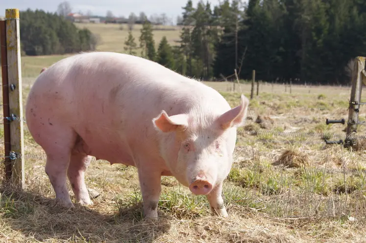 Les scientifiques ont révélé que les sangliers étaient responsables de la contamination des porcs en Roumanie mais que l'inverse avait également eu lieu. 