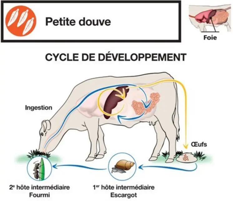 La petite douve présente un cycle original avec deux hôtes intermédiaires : un escargot terrestre puis une fourmi, on parle de cycle trixène.
