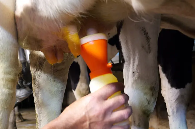 Trempage des trayons des vaches laitiÃ¨res Ã  la fin de la traite.Trempage des trayons des vaches laitiÃ¨res Ã  la fin de la traite.