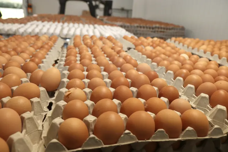 La consommation annuelle moyenne par Français est de 237 œufs et ovoproduits contre 199 en 2015.