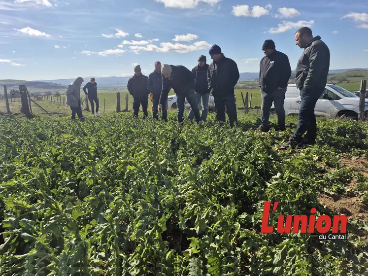 un groupe de personne regarde un plant de colza