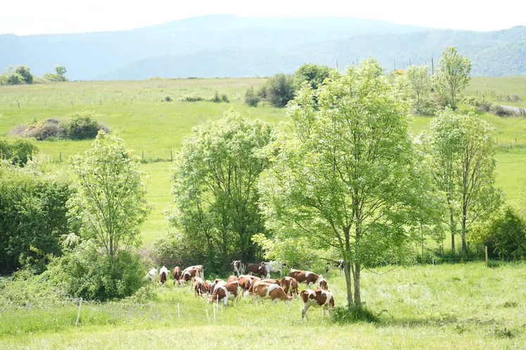 Vaches montbéliarde dans un pré.