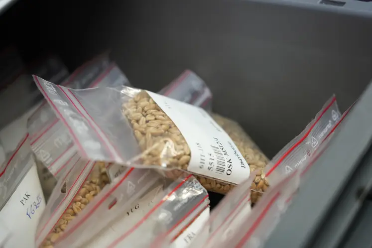 Lots de distribution d'accessions regroupant une centaine de grains de blé dans chaque sachet..