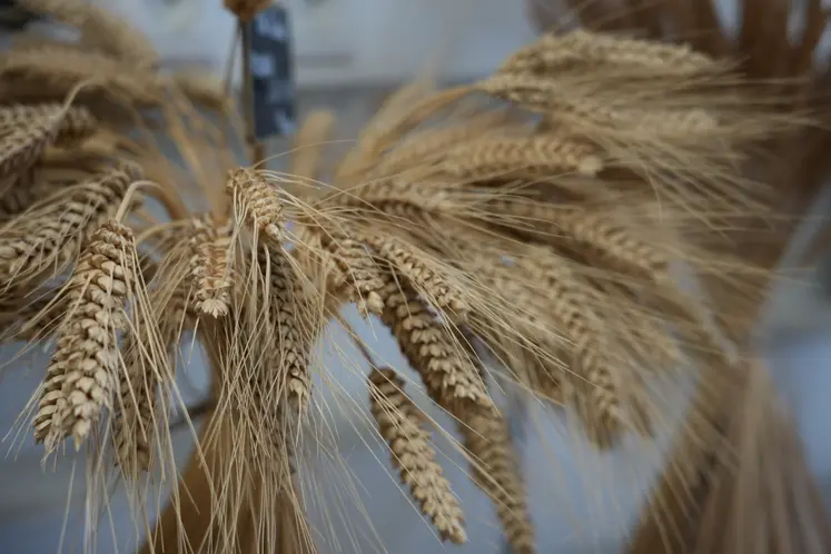 Épis de blé présentés par les chercheurs de l'INRAE.