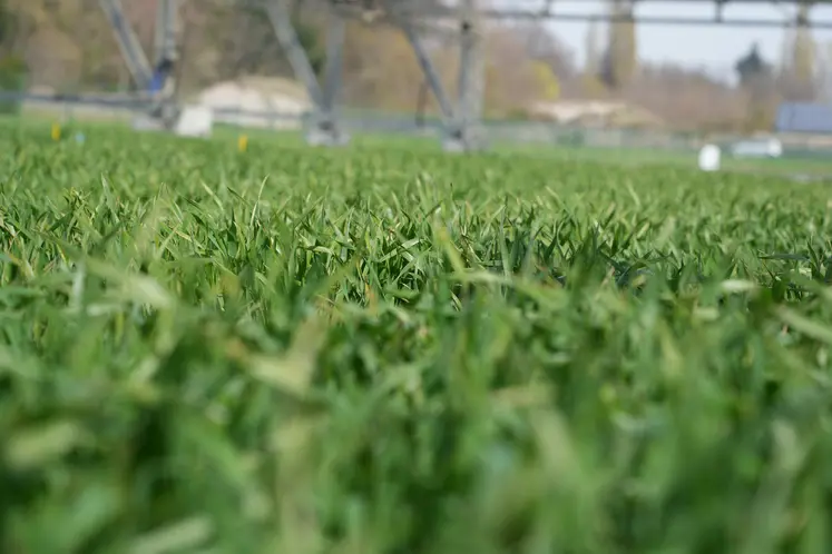 Cultures expérimentales de la plateforme Phéno3C.