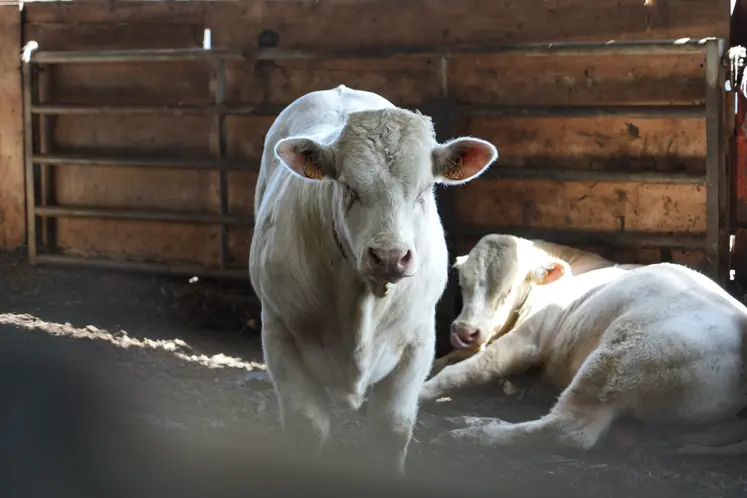 Taurillons à l'engraissement testés pour sur le GreenFeed.