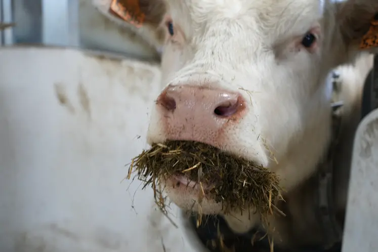 Taurillon charolais testé sur le GreenFeed.