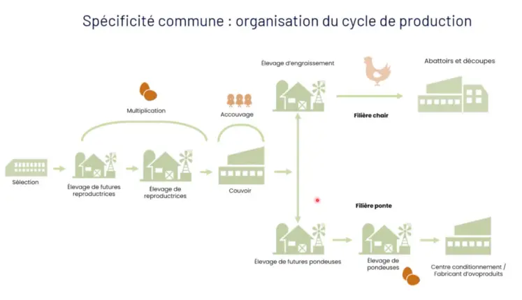 Cycle de production de la filière avicole.