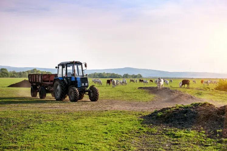 Tracteur et vaches