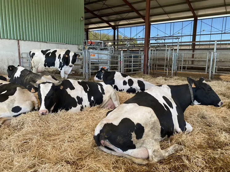 vaches laitières Holstein du GAEC Archer