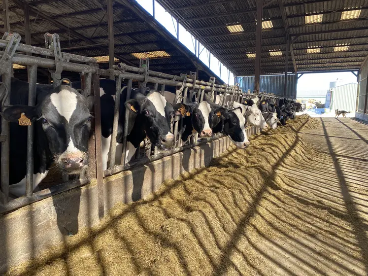 vaches laitières du GAEC Archer