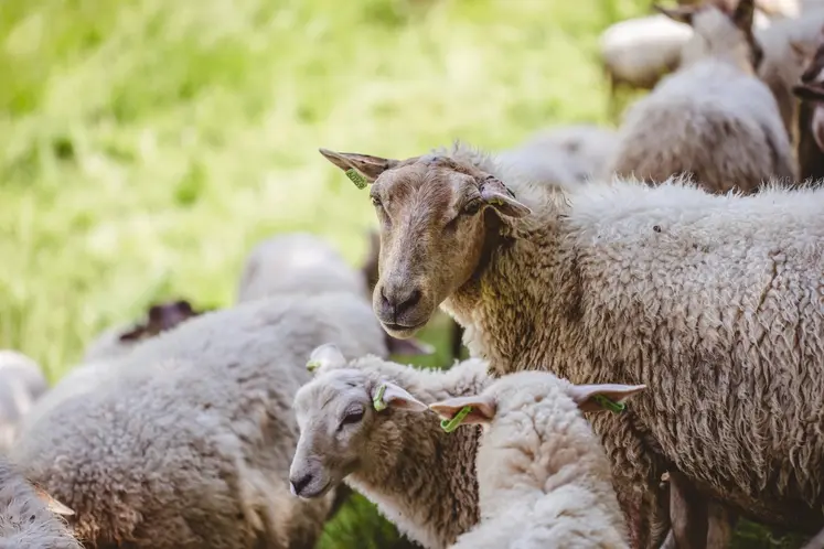 A herd of sheep grazing on a grass-covered field captured on a sunny day