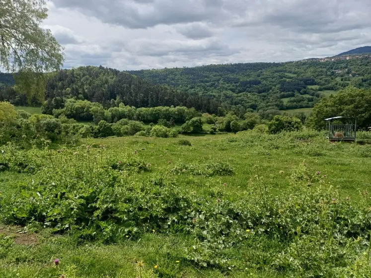 Dans la vallée de la Loire, la forêt gagne du terrain à cause des contraintes qui pèsent sur les agriculteurs. Et la situation ne risque pas de s'arranger avec le projet de zones de protection forte dans le secteur.