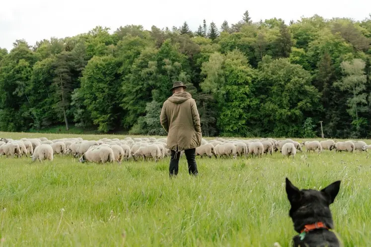 Le troupeau itinérant du Lycée de Rochefort-Montagne est arrivé à Aydat le 12 mai dernier, accompagné de son berger. 
