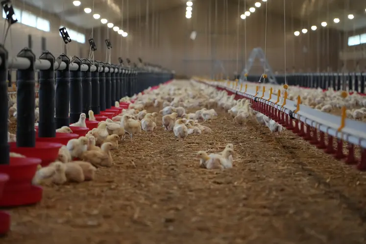 Poulailler d'élevage de poulets du quotidien, au stade de poussin.