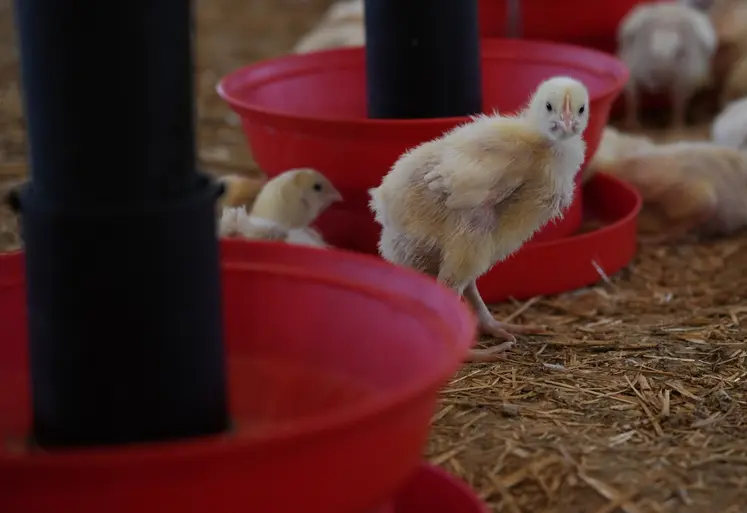 Poussin qui deviendra un poulet du quotidien.
