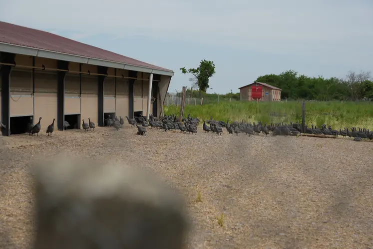 Poulaillers de l'exploitation d'Aurélien Lafoucrière, éleveur de pintades Label Rouge et de poulets du bourbonnais dans l'Allier.