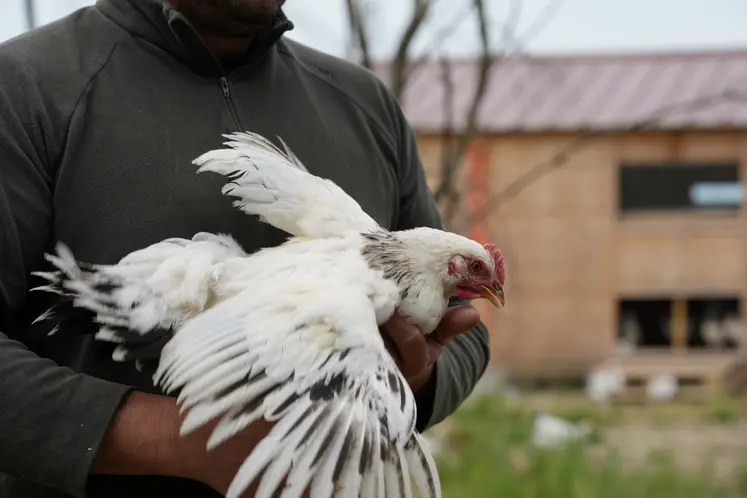 Poulet du Bourbonnais.