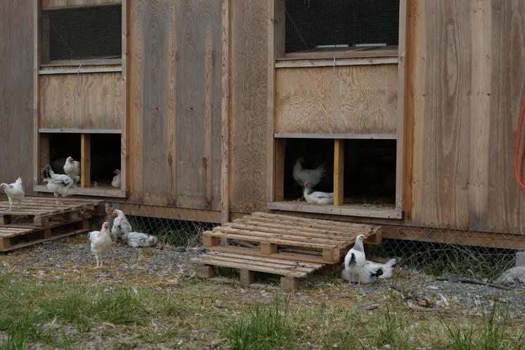 Poulailler en bois accueillant les poulets du Bourbonnais.