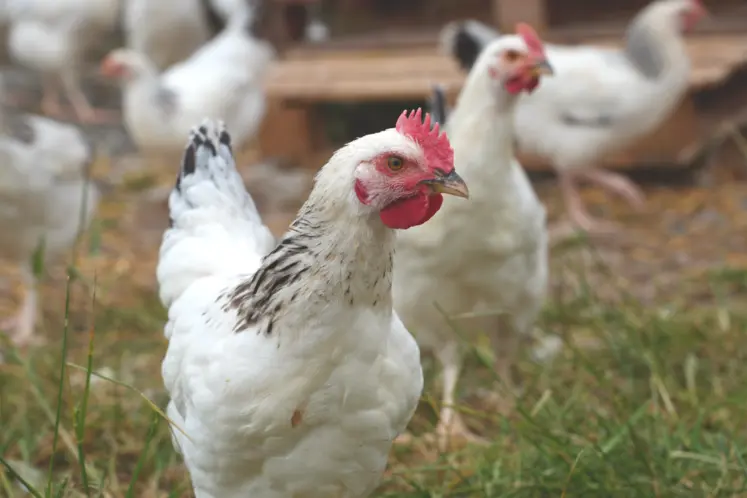 Poulet du Bourbonnais.