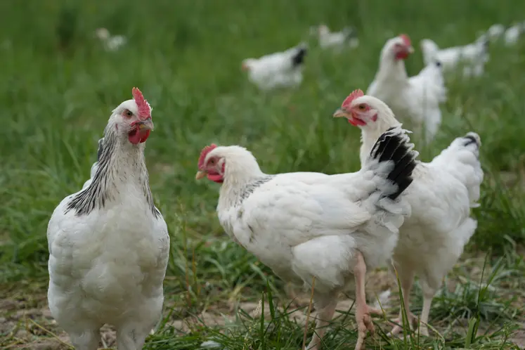 Poulets du Bourbonnais élevés en extérieur.