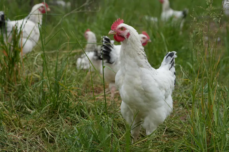 Poulet du Bourbonnais.