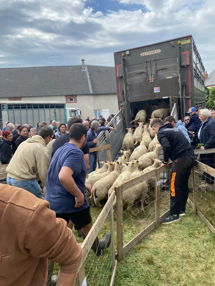 Départ des ovins de la foire