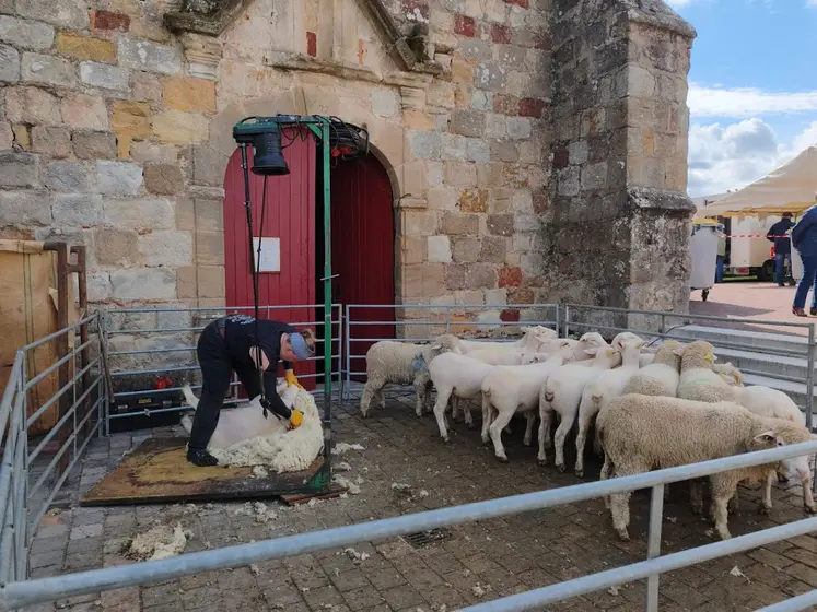 tonte de moutons foire ovine Louroux-Hodement 2026