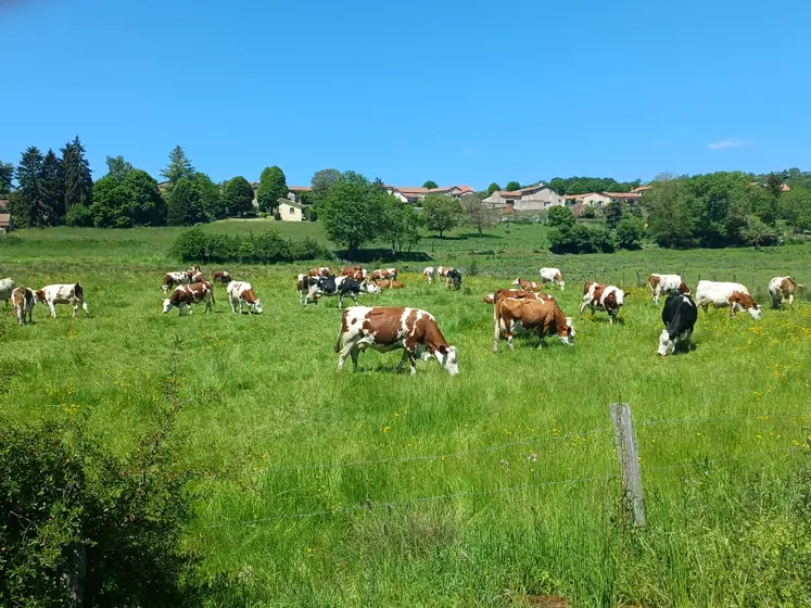 Vaches au pâturage