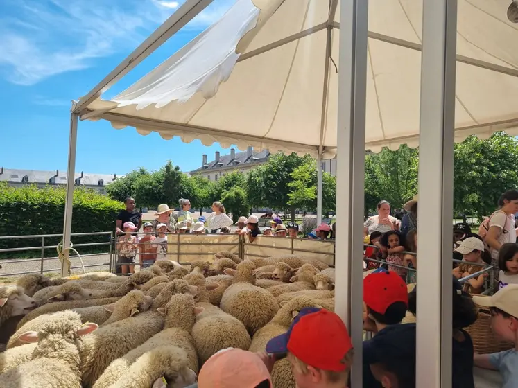 troupeau de Moutons