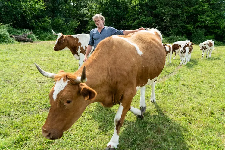 Sauvée de l'extinction par une poignée d'éleveurs, la Ferrandaise sera la tête d'affiche du prochain SIA. Une reconnaissance du travail accompli pour Alain Guéringer, président de l'Association La Ferrandaise. 
