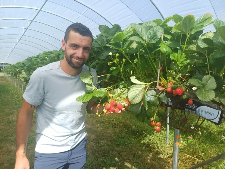 Les plants de petits fruits plantés par Alexandre Clémenson entrent en production.