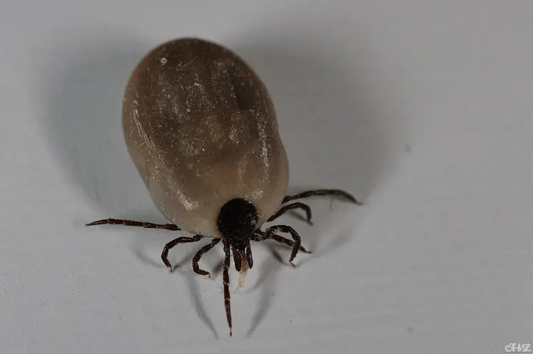 tique Ixodes ricinus