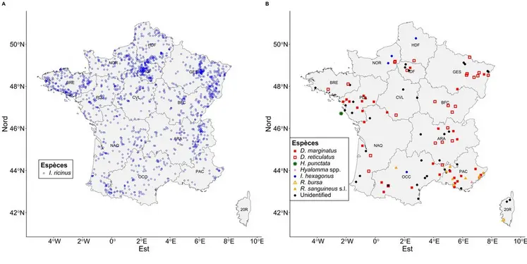 Si Ixodes ricinus reste de loin la tique la plus présente en France, d’autres espèces sont également rencontrées.