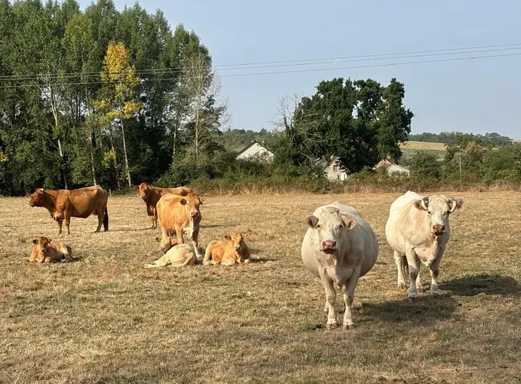 Les troupeaux souffrent actuellement de la canicule.