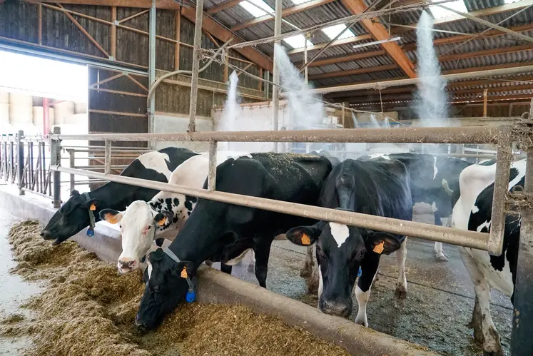 vaches laitières dans un bâtiment