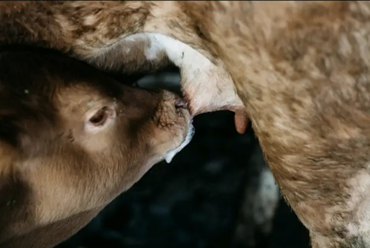 veau sous la mère