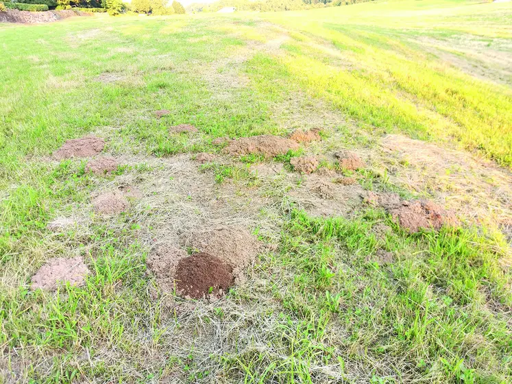 un champ infesté de campagnols