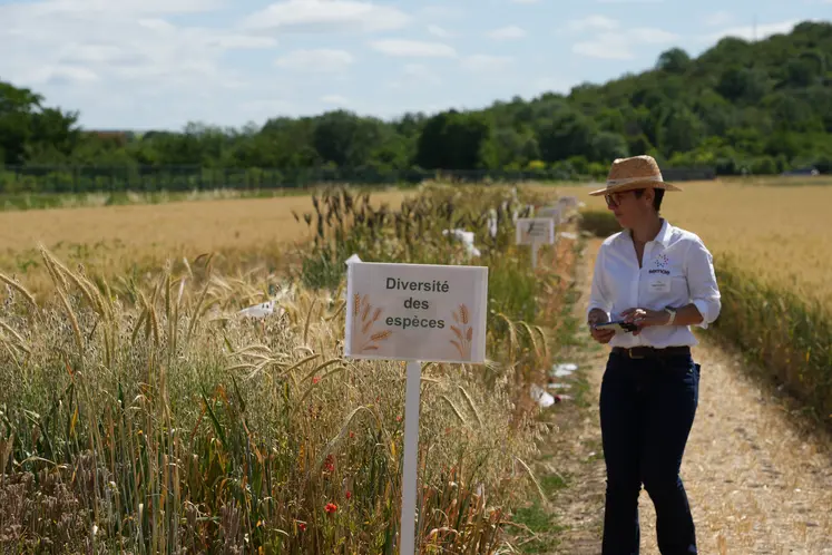 Plateforme de diversité des espèces sur le site de l'INRAE Clermont.