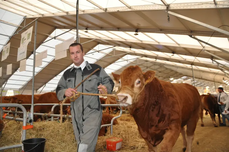 National limousin au Sommet de l'Elevage.