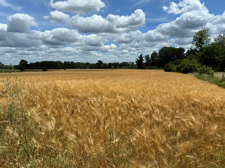 Les fortes chaleurs précoces ont accéléré le cycle des céréales.
