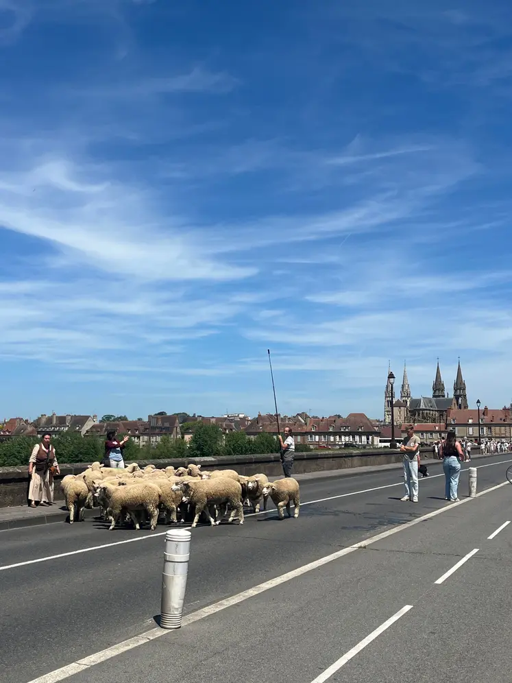 troupeau de moutons sur le pont Régemortes de Moulins