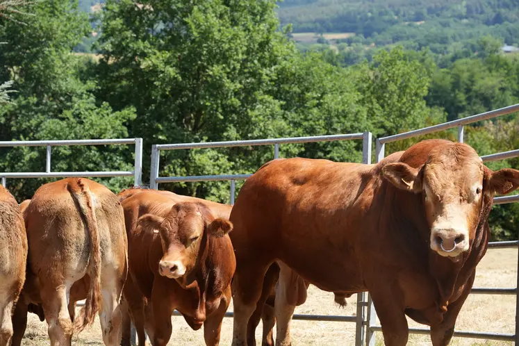 400 animaux sont attendus du 6 au 9 octobre à Cournon d'Auvergne pour le national limousin au Sommet de l'Elevage.