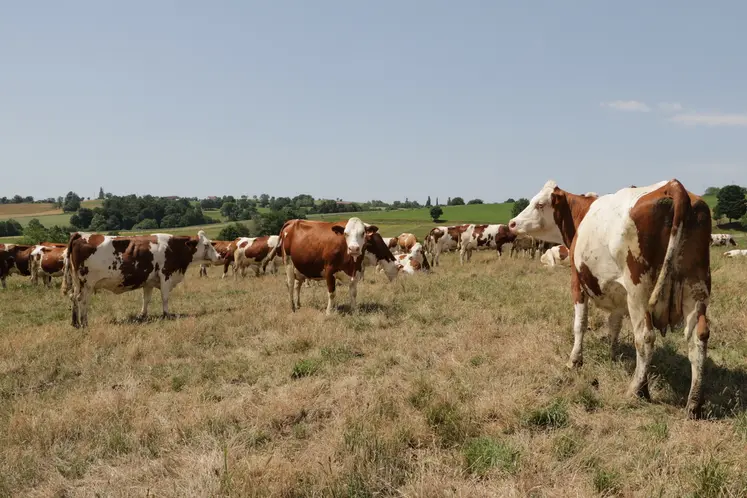 La pousse de l'herbe est aujourd'hui stoppée à toutes les altitudes. 