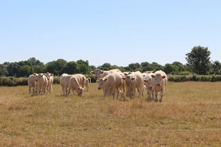 L'intégralité du département du Puy-de-Dôme est désormais concerné par le manque d'herbe. À l'échelle de la France, aucune région n'est épargnée. 