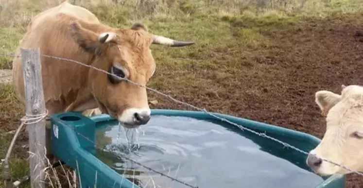 Le changement climatique amplifie les besoins en eau des animaux d'élevage, en raison du stress thermique.