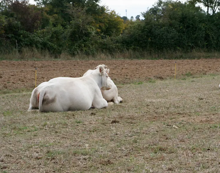 Les fortes chaleurs entrainent une baisse des performances de l'ensemble des animaux d'élevage.