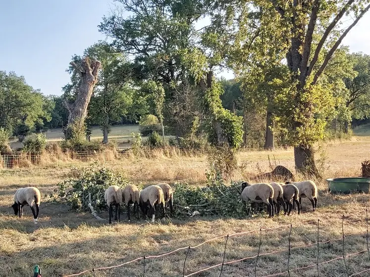 En période de sécheresse, les feuilles encore vertes des arbres peuvent être une source d'alimentation complémentaires pour les troupeaux. 