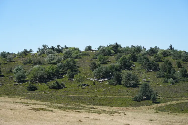 Estive Monts du Forez.