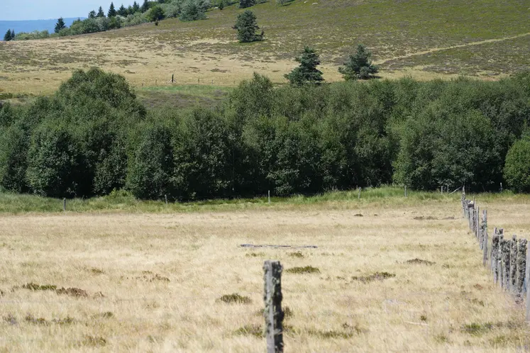Clôture mise en place sur l'estive Monts du Forez avec l'aide d'Auvergne Estives.